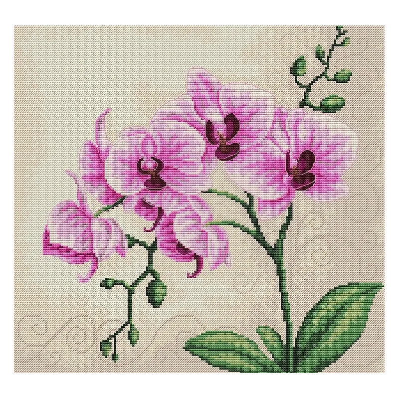 Orchid SB2227