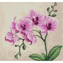 Orchid SB2227