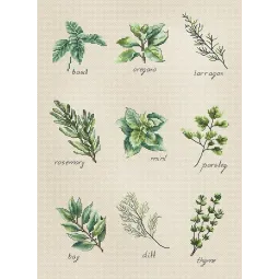 Gewürze und Kräuter SB2346