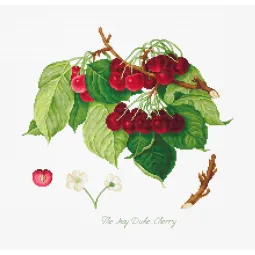 (Eingestellt) The May Duke Cherry SBA22460