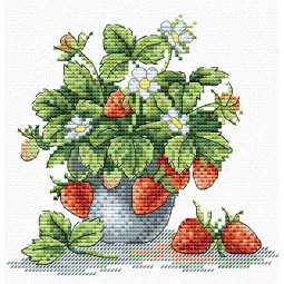 Fraise savoureuse SM-066