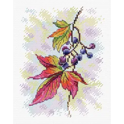 Vigne parfumée SM-427