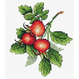 Rose musquée mûre SM-599