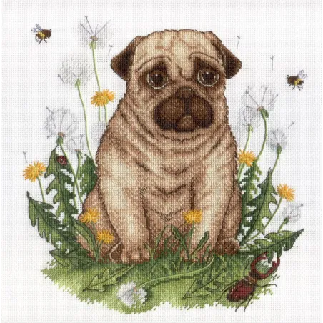 Chiot SNV-613