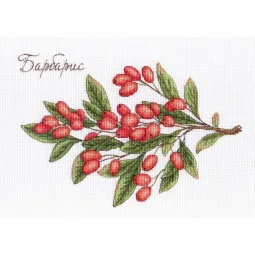 Épine-vinette SNV-619