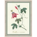 (CLEARANCE SALE)  Passiflora based on Pierre-Joseph Redouté gravure SNP013