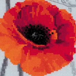 Coquelicots écarlates SR100/037