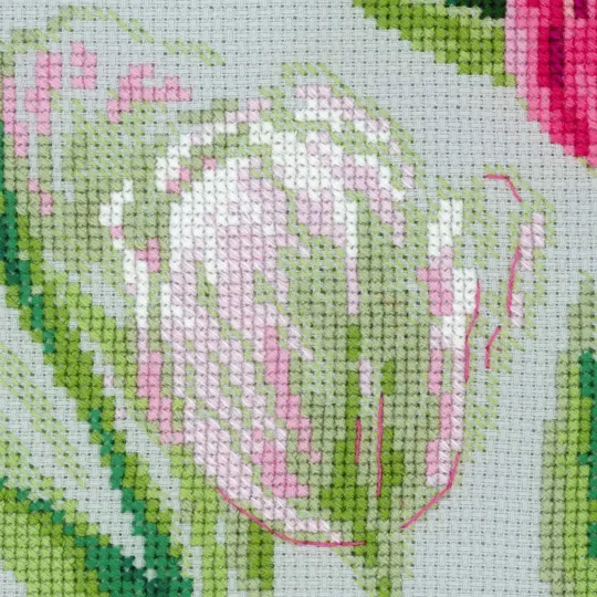 Frühlings-Tulpen 100/052