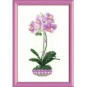 Fliederorchidee SR1163