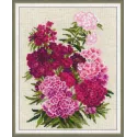 Sweet William 1463