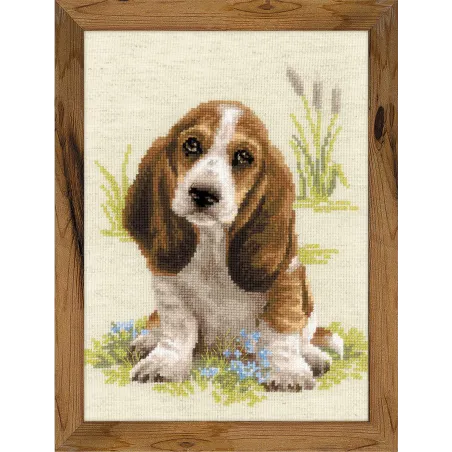 Basset Hound Welpe 1578