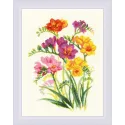 Fragrant Freesia SR1821