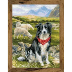 Border Collie SR1767