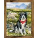 Border Collie SR1767