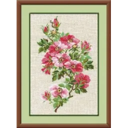 Gegužės laukinė rožė 809