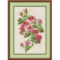 May Wild Rose 809