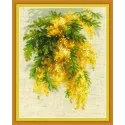 Mimose 1615