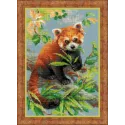 Red Panda 1627