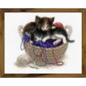 Chatons dans un panier SR1724