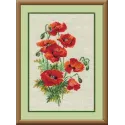 Coquelicots sauvages 808