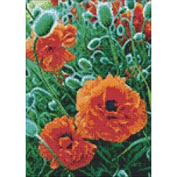 (D) Champ de coquelicots 27*38 cm WD012