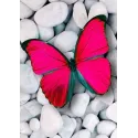 (D) Pinker Schmetterling 20*30 cm WD054