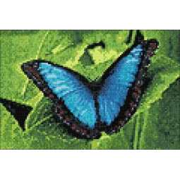 (D) Blue Morpho 30*20 cm WD055