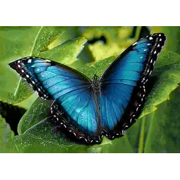(D) Blue Morpho30*20 cm WD055