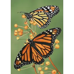 (D) Douceur 27*38 cm WD061