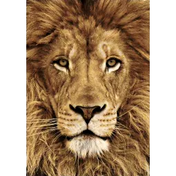 (D) Lion 20*30 cm WD068