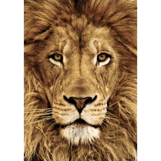 (D) Löwe 20*30 cm WD068