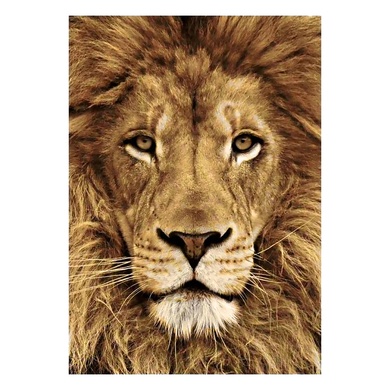 (D) Lion 20*30 cm WD068