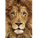 (D) Lion 20*30 cm WD068