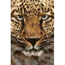 (D) Cheetah 20 х 30 cm WD069