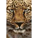 (D) Guépard 20 х 30 cm WD069