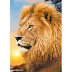 (D) Lion King 27*38 cm WD070