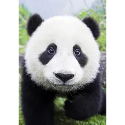 (D) Neugieriger Panda 20*30 cm WD074