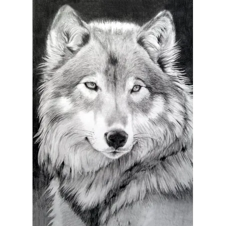 (D) Grey Wolf  27*38 cm WD086