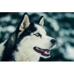 (D) Nothern Friend 27*38 cm WD087