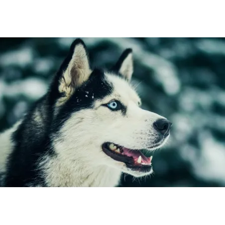 (D) Ami du Nord 27*38 cm WD087