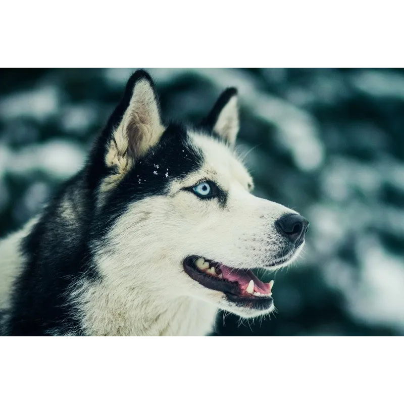 (D) Ami du Nord 27*38 cm WD087