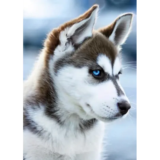 (D) Snow Dog 27*38 cm WD088