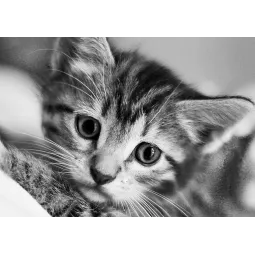 (D) Chat Noir et Blanc 30 х 20 cm WD213