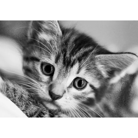 (D) Chat Noir et Blanc 30 х 20 cm WD213