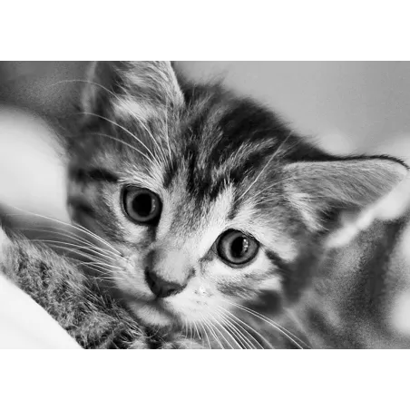 (D) Chat Noir et Blanc 30 х 20 cm WD213