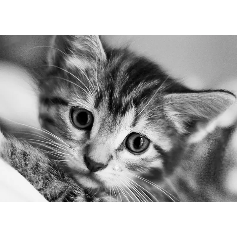 (D) Chat Noir et Blanc 30 х 20 cm WD213