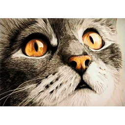 (D) Surprise 30 х 20 cm WD215