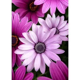 (D) Violetinės ramunės 27*38 cm WD2306