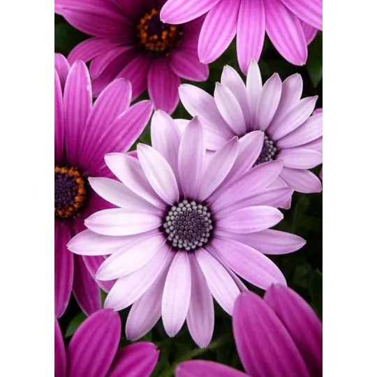 Marguerites violettes 27*38 cm WD2306