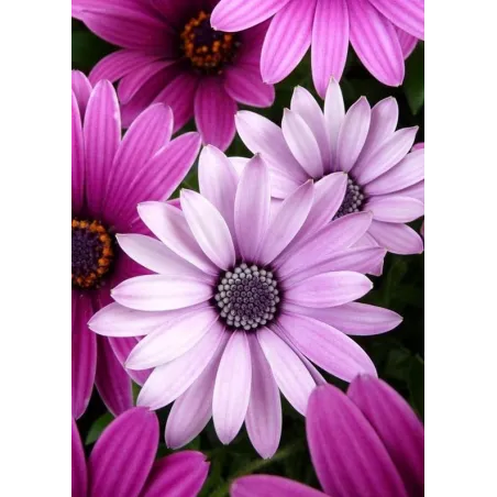 Marguerites violettes 27*38 cm WD2306